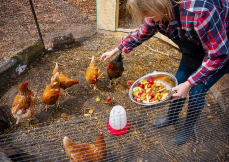 Why Your should Raise Backyard Chickens