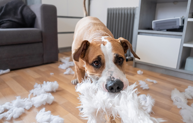 Hundehaftpflichtversicherung So sparen Sie bares Geld Consurio AG