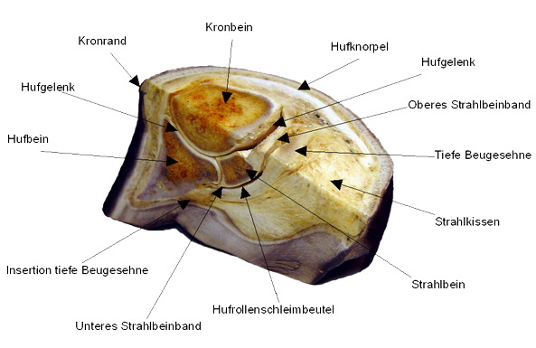Das Hufrollensyndrom
