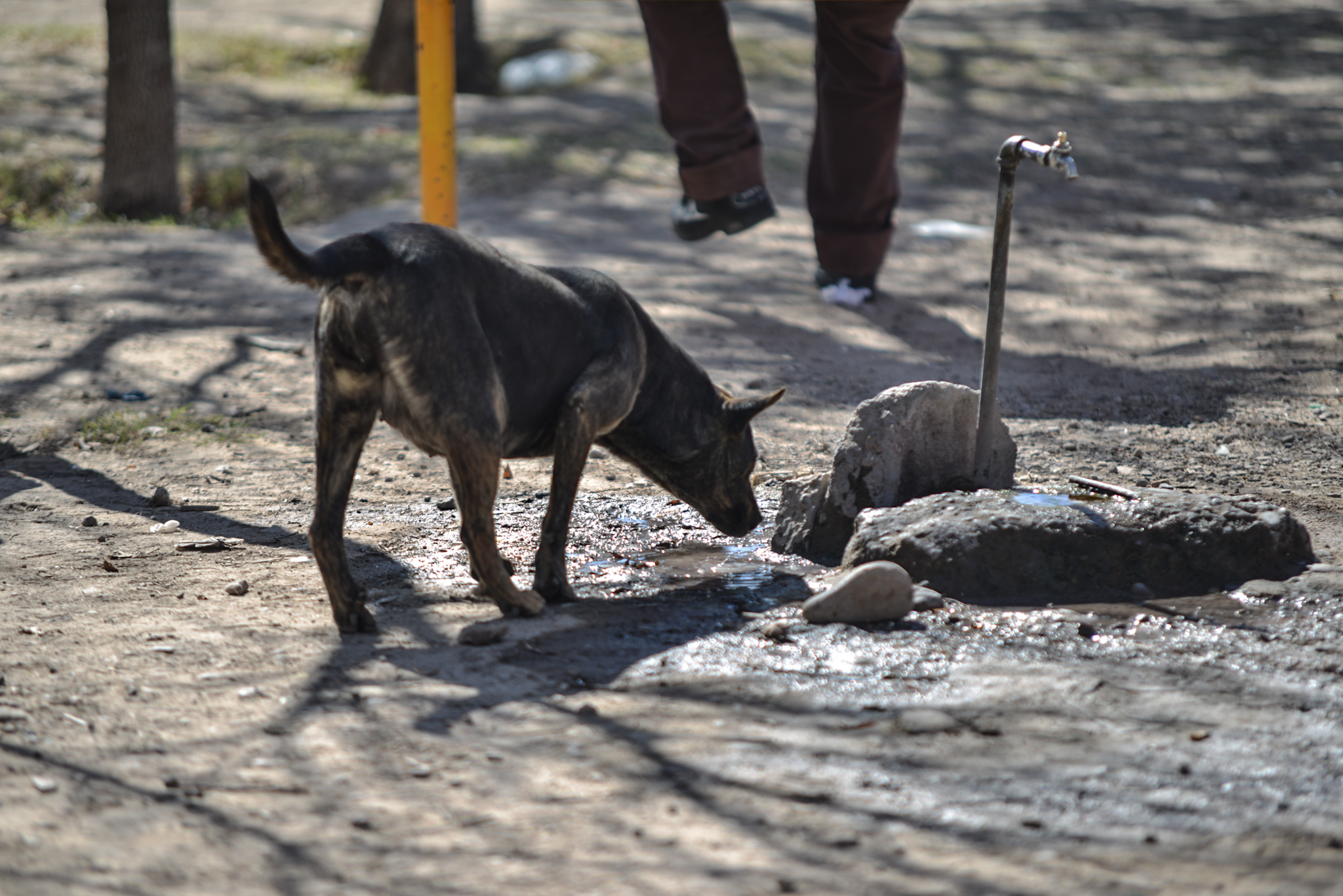 Sacrifican a perro por ataque a infante Contacto Hoy
