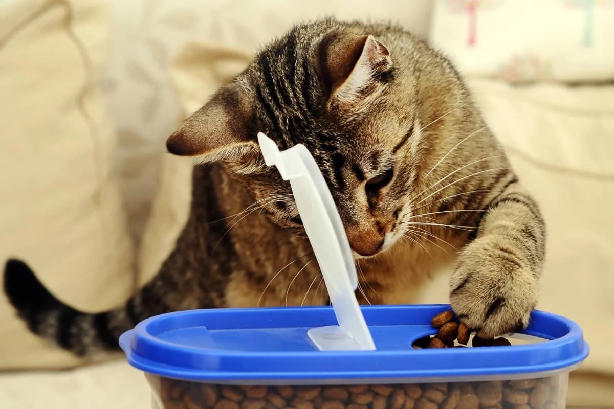Where To Buy Cat Food Storage Bin (6 Great Places