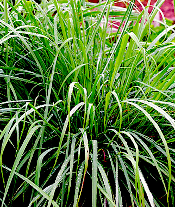 How to Grow Lemongrass from Seeds CONTAINER GARDENING