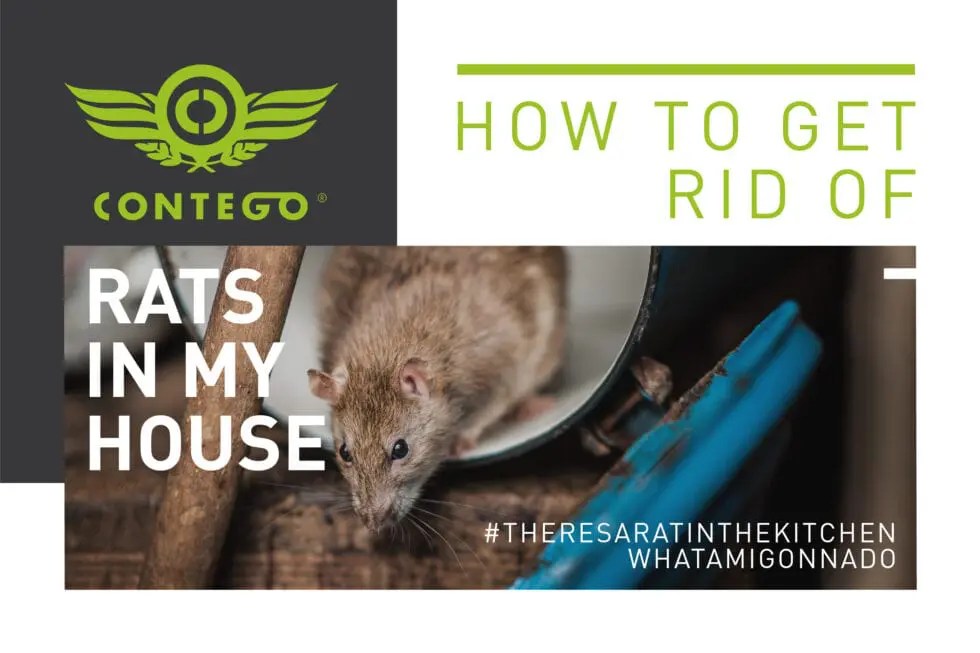 How Do I Get Rid Of Rats In My House? Contego
