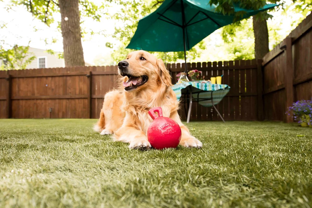 How to Stop Artificial Grass Smelling of Dog Wee? What You Need to Know