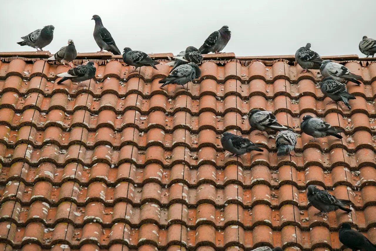 Why Do Pigeons Sit on My Roof? The Surprising Truth Contemporary