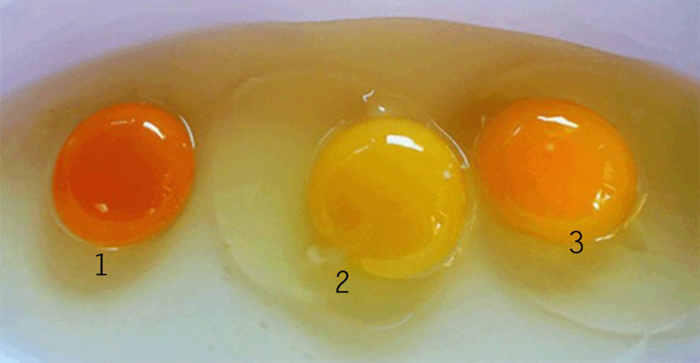 This is what an egg yolk can tell you about the health of the chicken