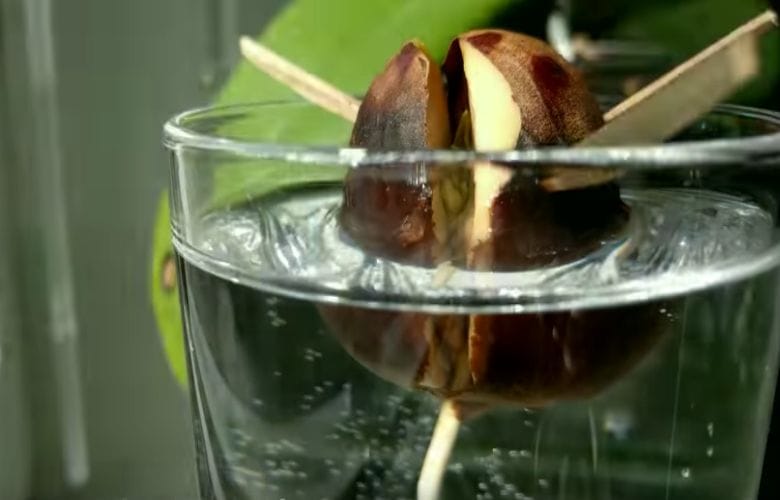 Stick a few skewers into an avocado pit and see what happens in this