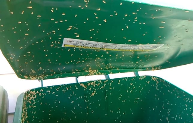 Got maggots in your outdoor garbage can? This is how you can easily get