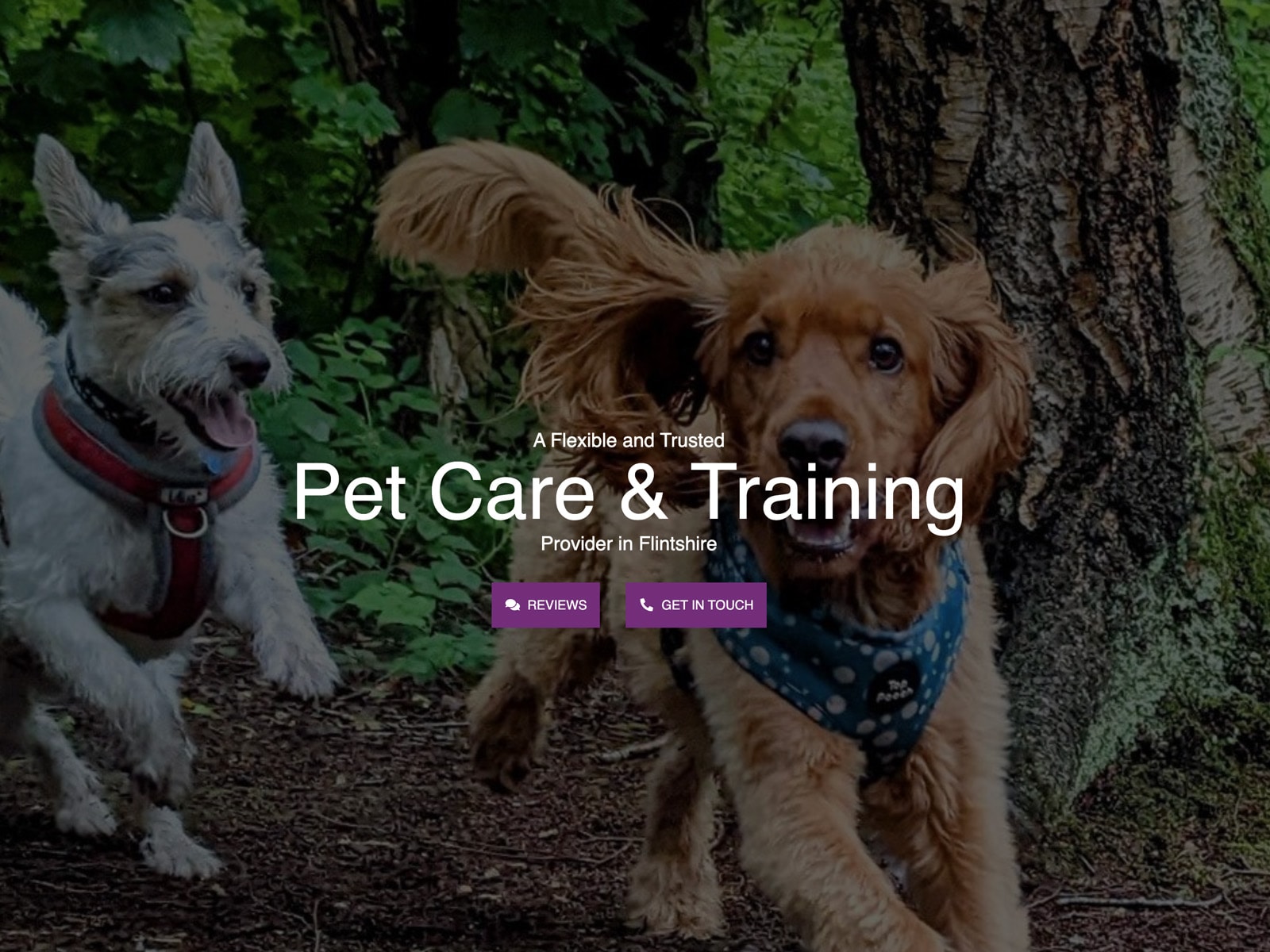 Passionate Pet Care in Flintshire A Passion Fur Pets