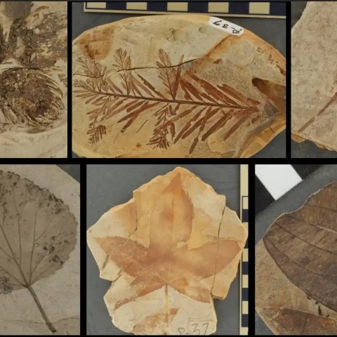 Join the Fun at Vandal Science Day: Free Event at University of Idaho on November 7!