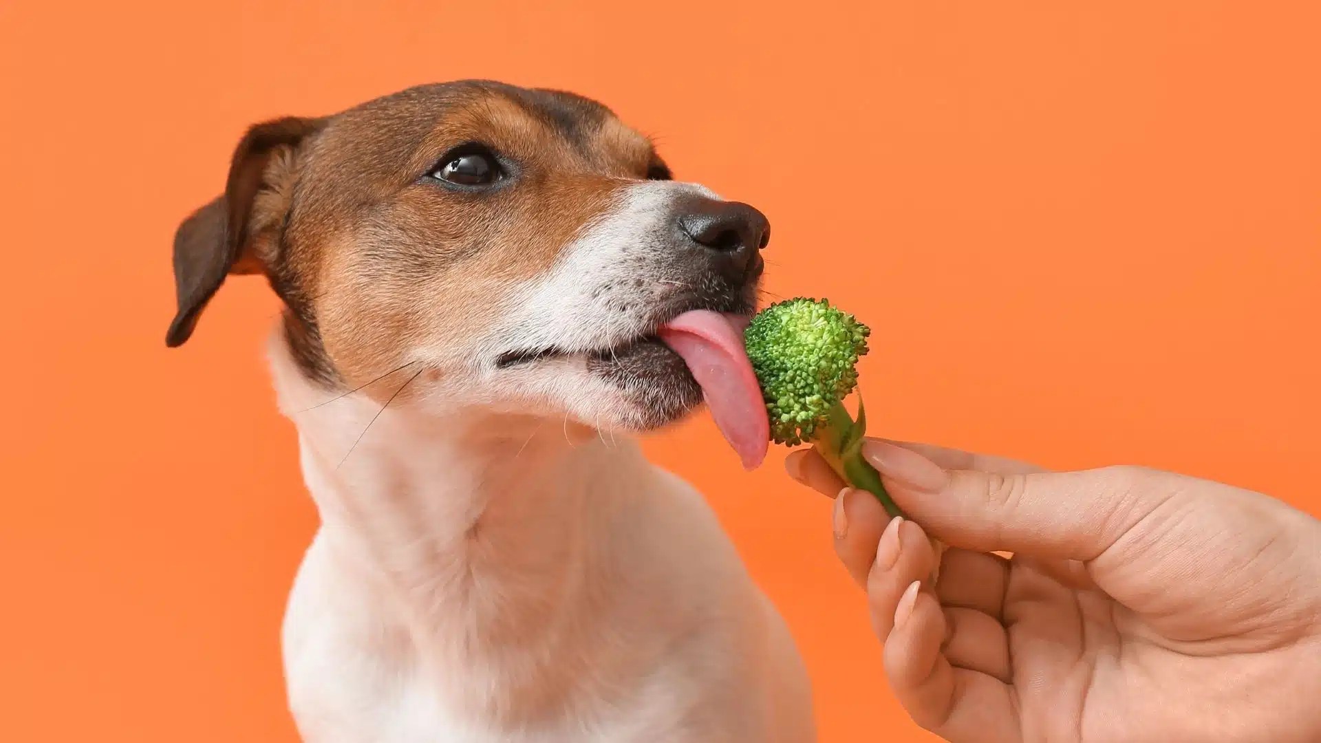 Can Dogs Eat Broccoli? Our Great Vet Weighs In