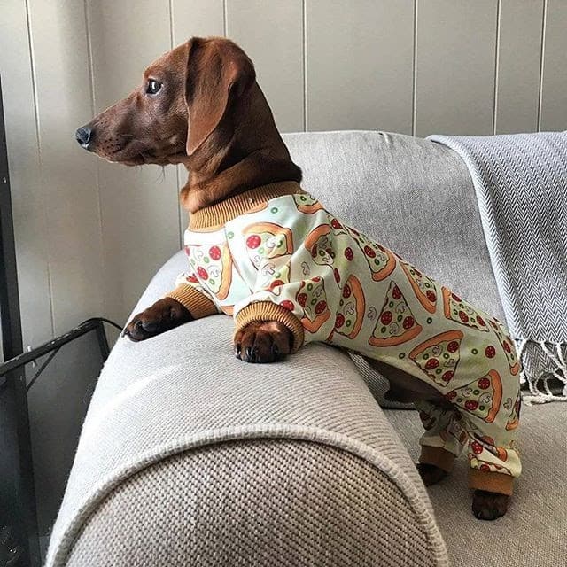 The Best Dachshund Ramp A Dog Owner's Guide