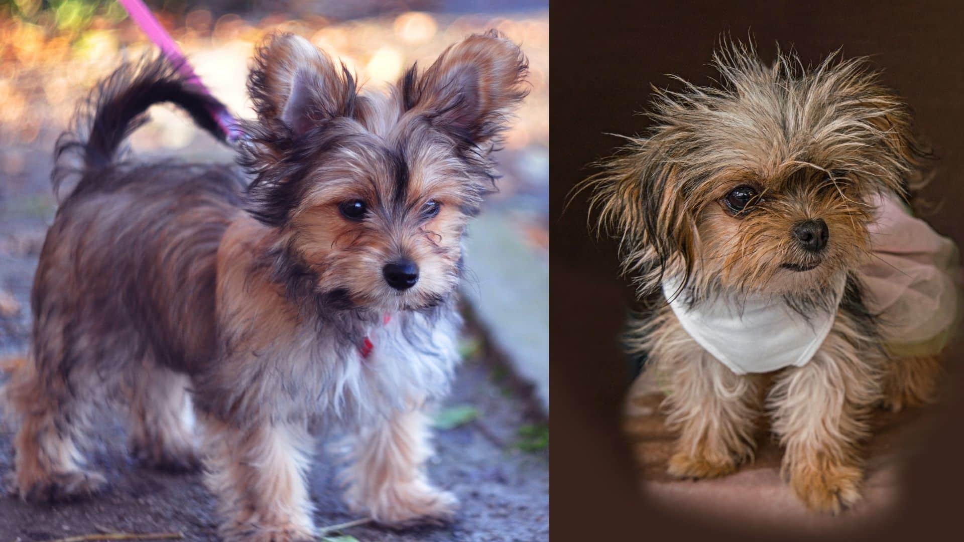 How Do You Tell If Your Dog Is A Yorkie