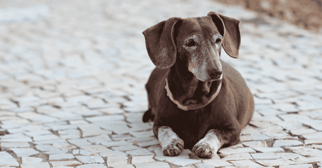 Dachshund Lifespan How Long Do Dachshunds Live