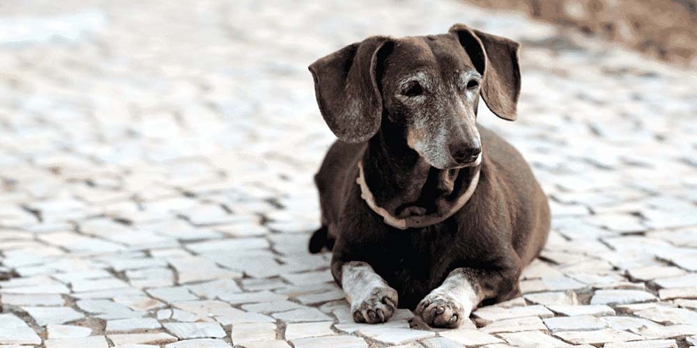 Dachshund Lifespan How Long Do Dachshunds Live