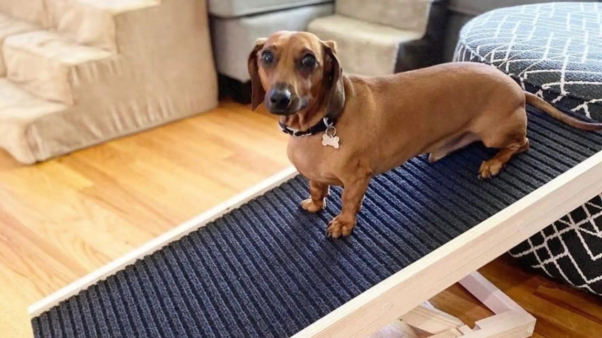 Dog Ramps Everything You Need To Know About Ramps For Dogs