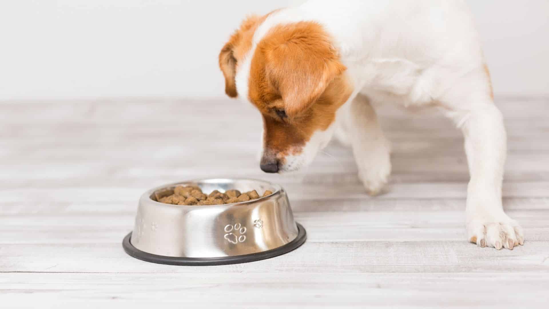 Best Dry Dog Food An InDepth Review