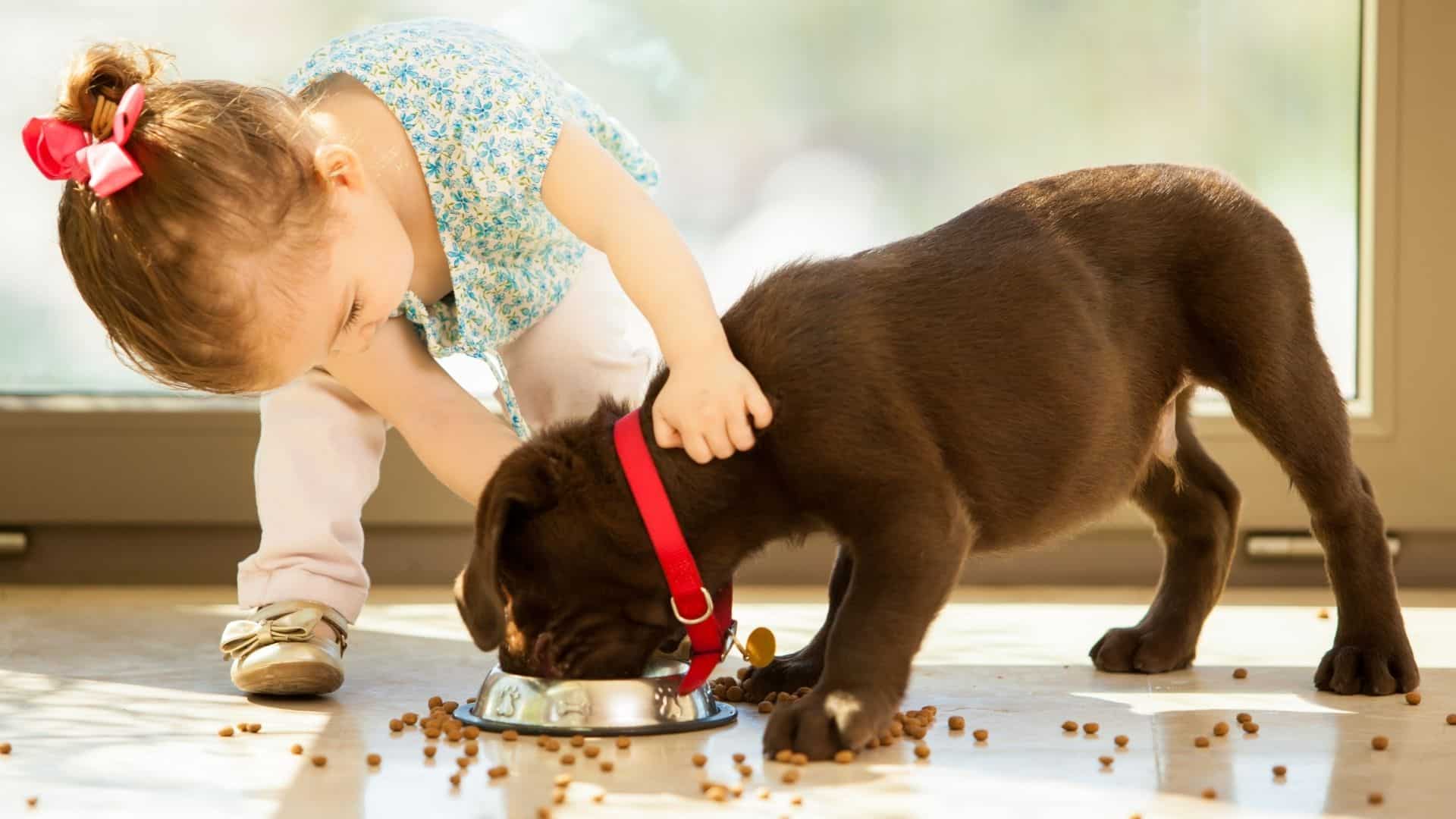 Exclusive Dog Food An InDepth Review