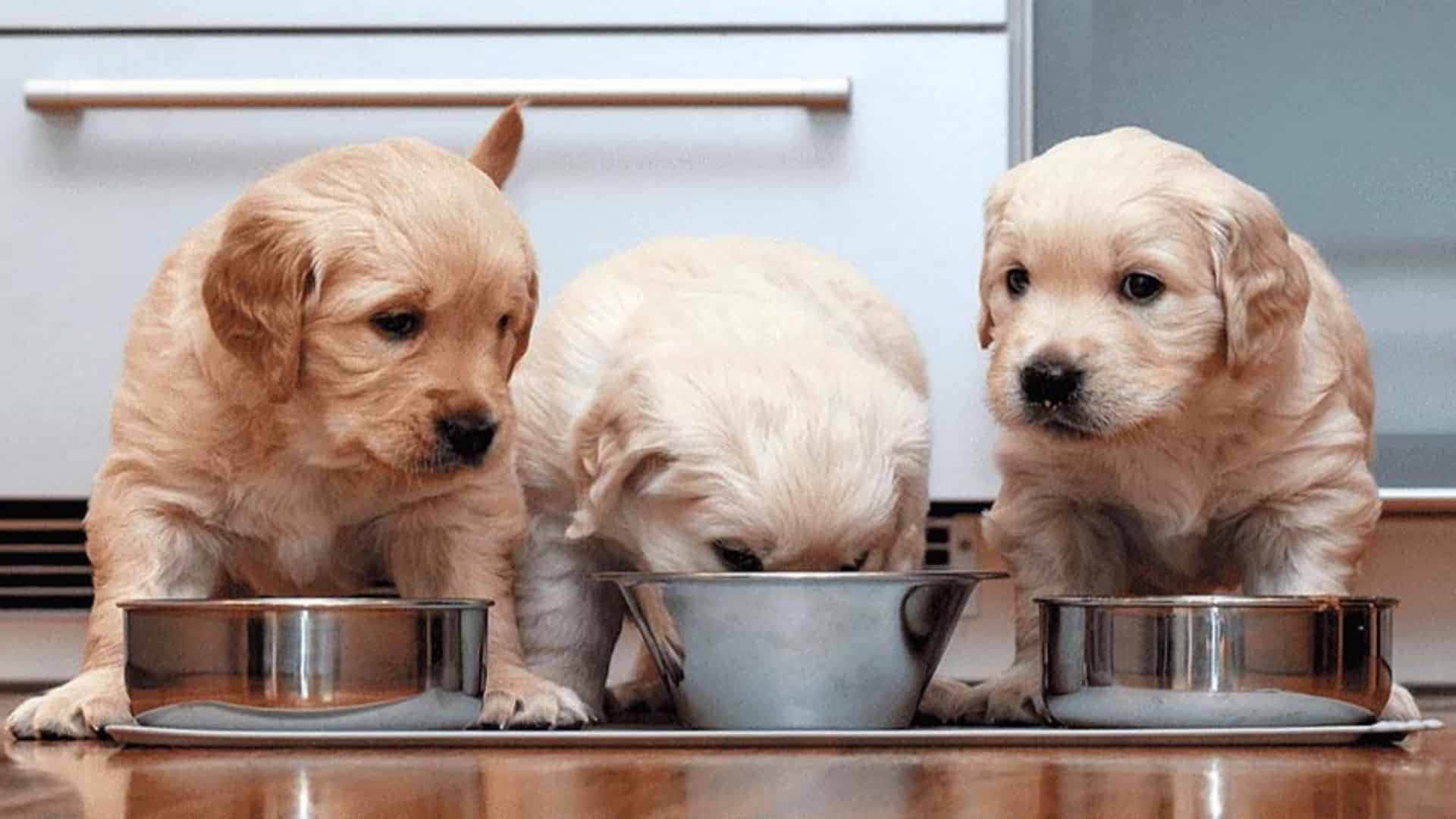 Is Gravy Train Dry Dog Food Safe