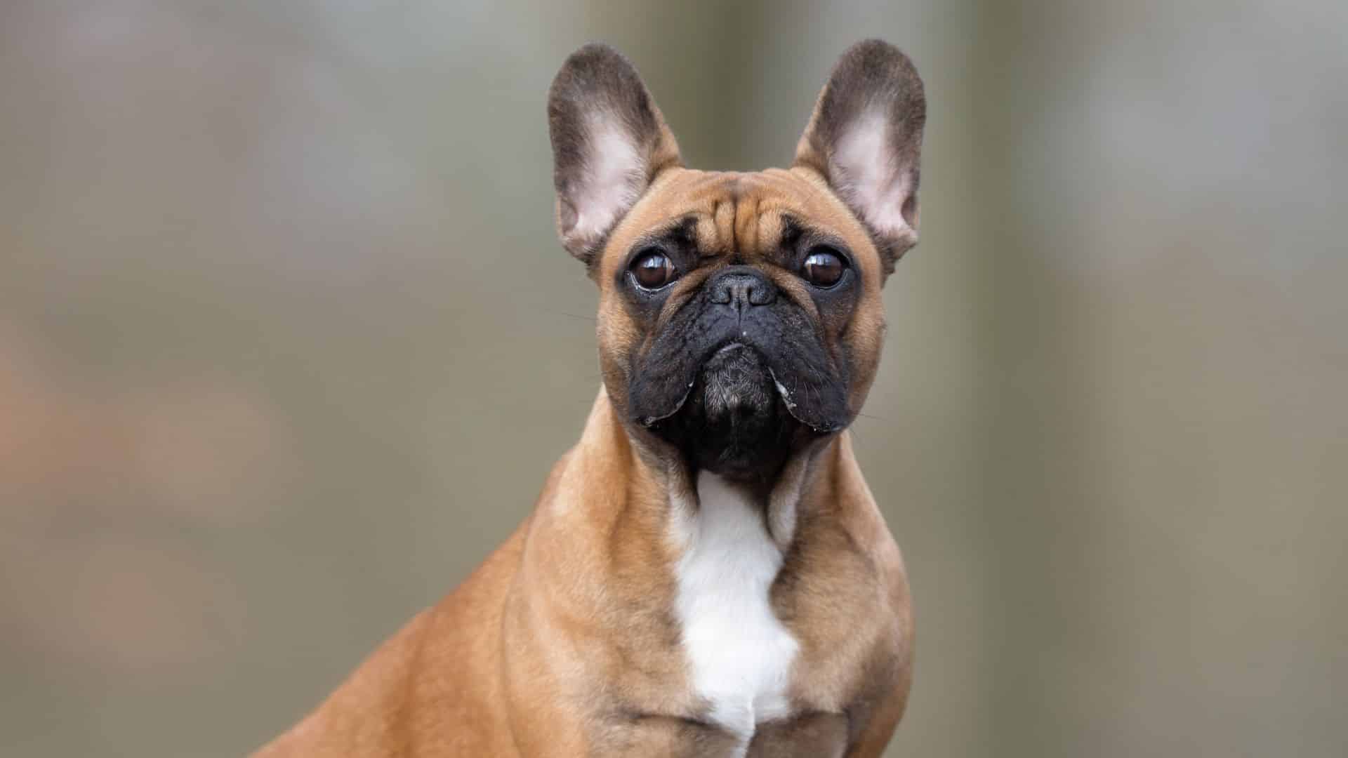 Pug French Bulldog Facts