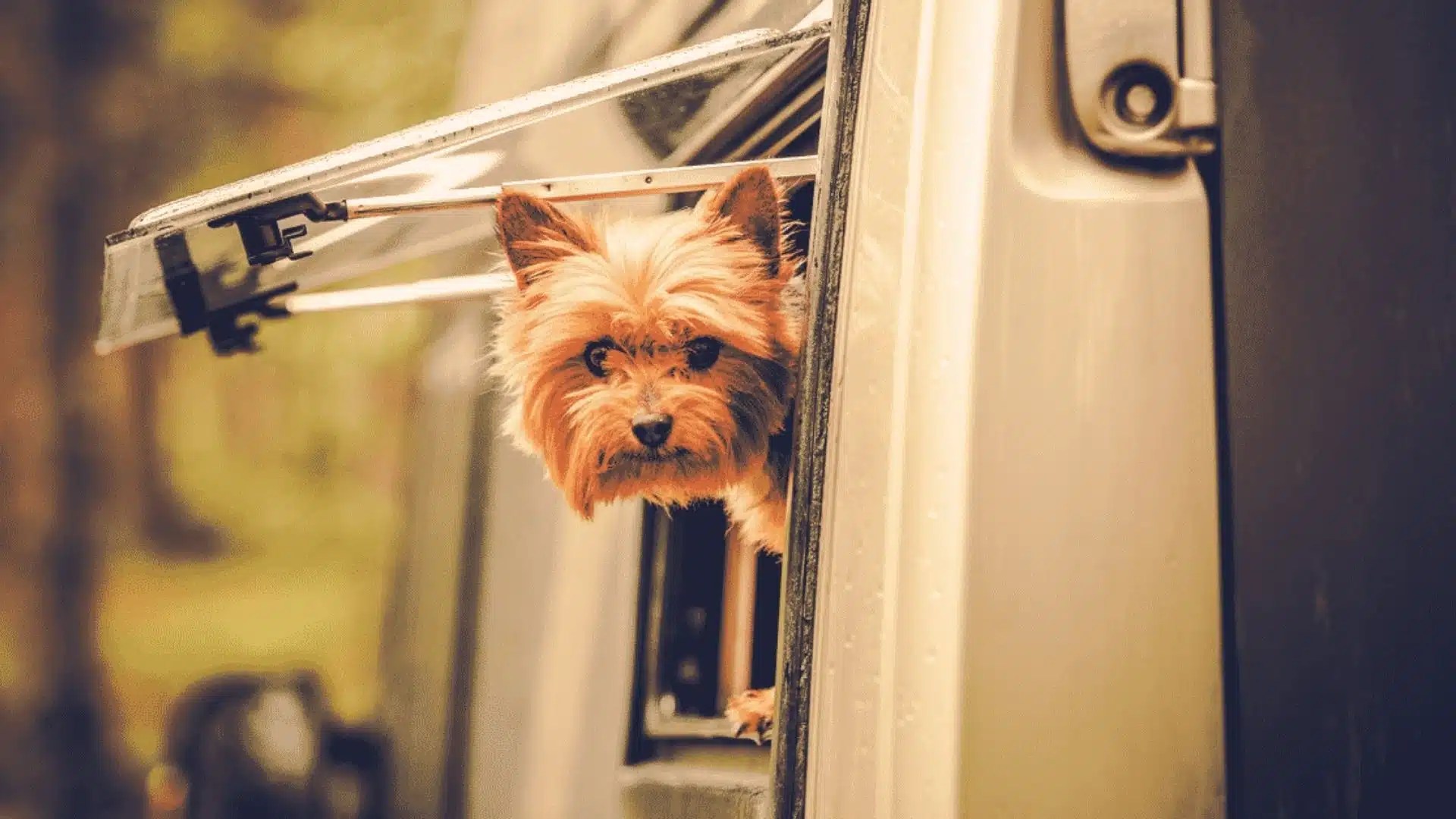 Dog Ramps Everything You Need To Know About Ramps For Dogs