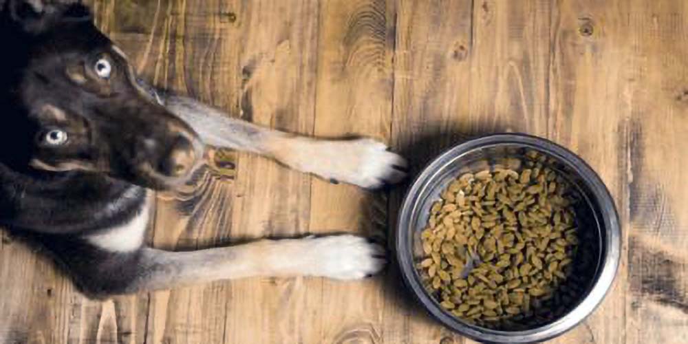 Life Abundance Dog Food A Comprehensive Review