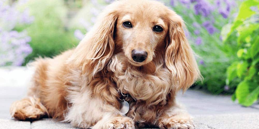 English Cream Dachshund A Posh English Gentleman