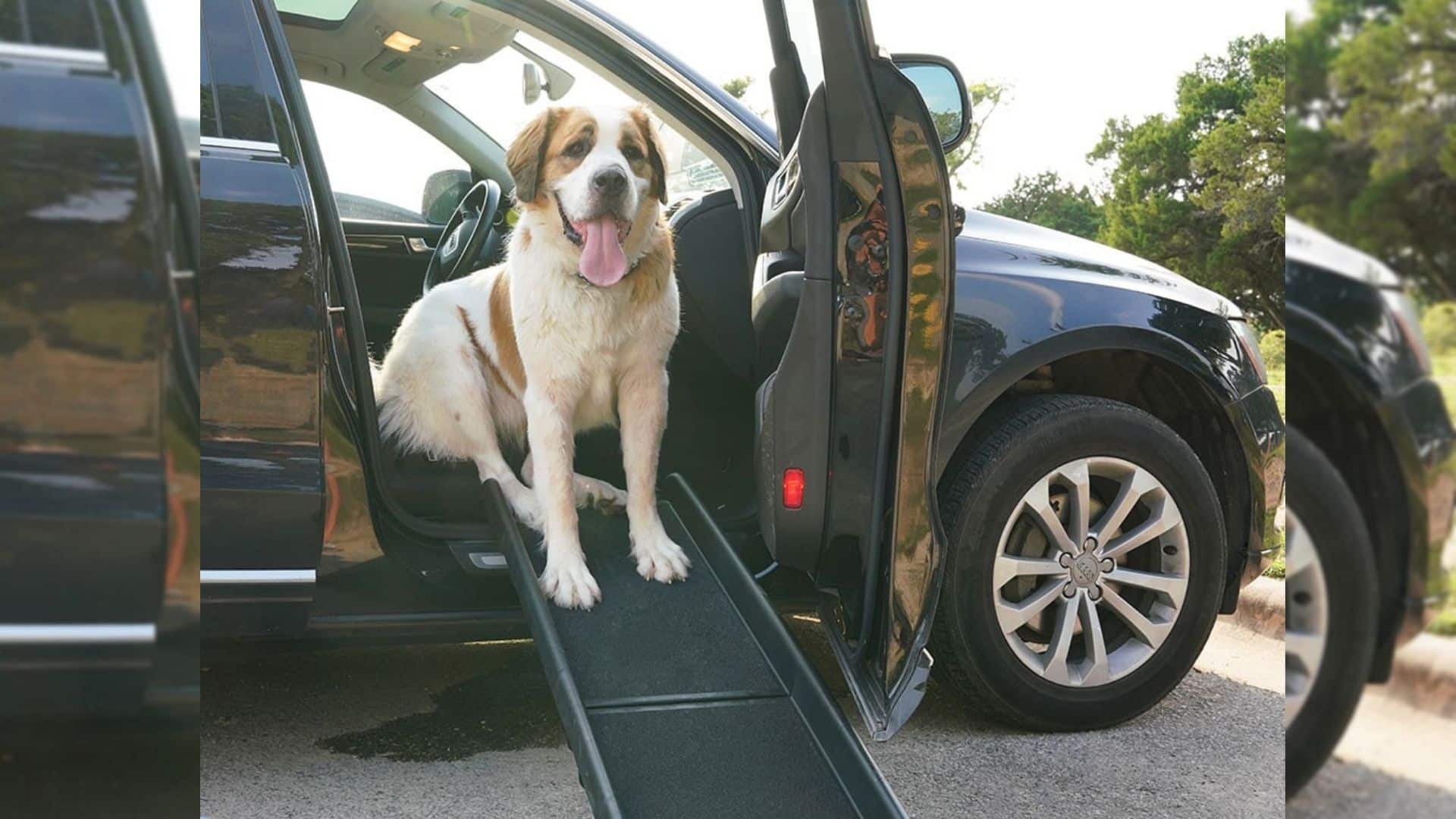 Best Dog Ramp for a Truck A Buying Guide for Pet Parents Alpha Paw