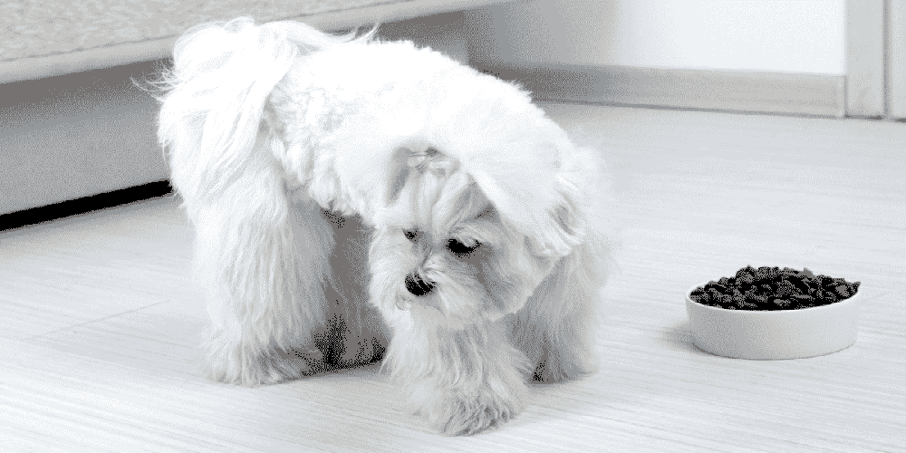 Top 10 Worst Rated Dry Dog Food Brands Of 2021