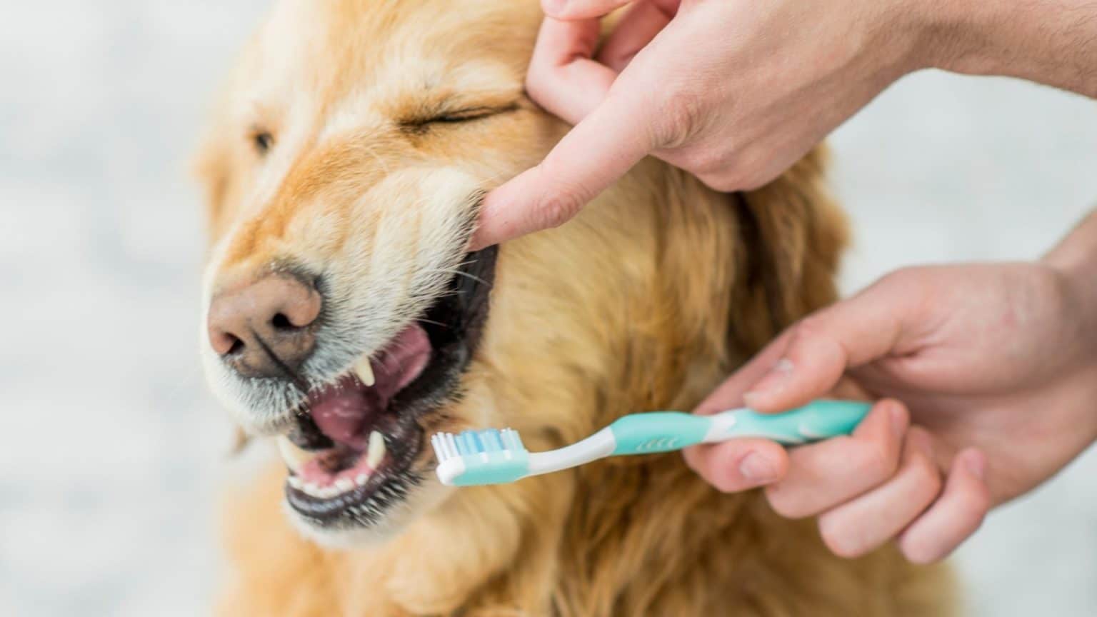 How To Use Mouthwash For Dogs A Pet Parent Guide