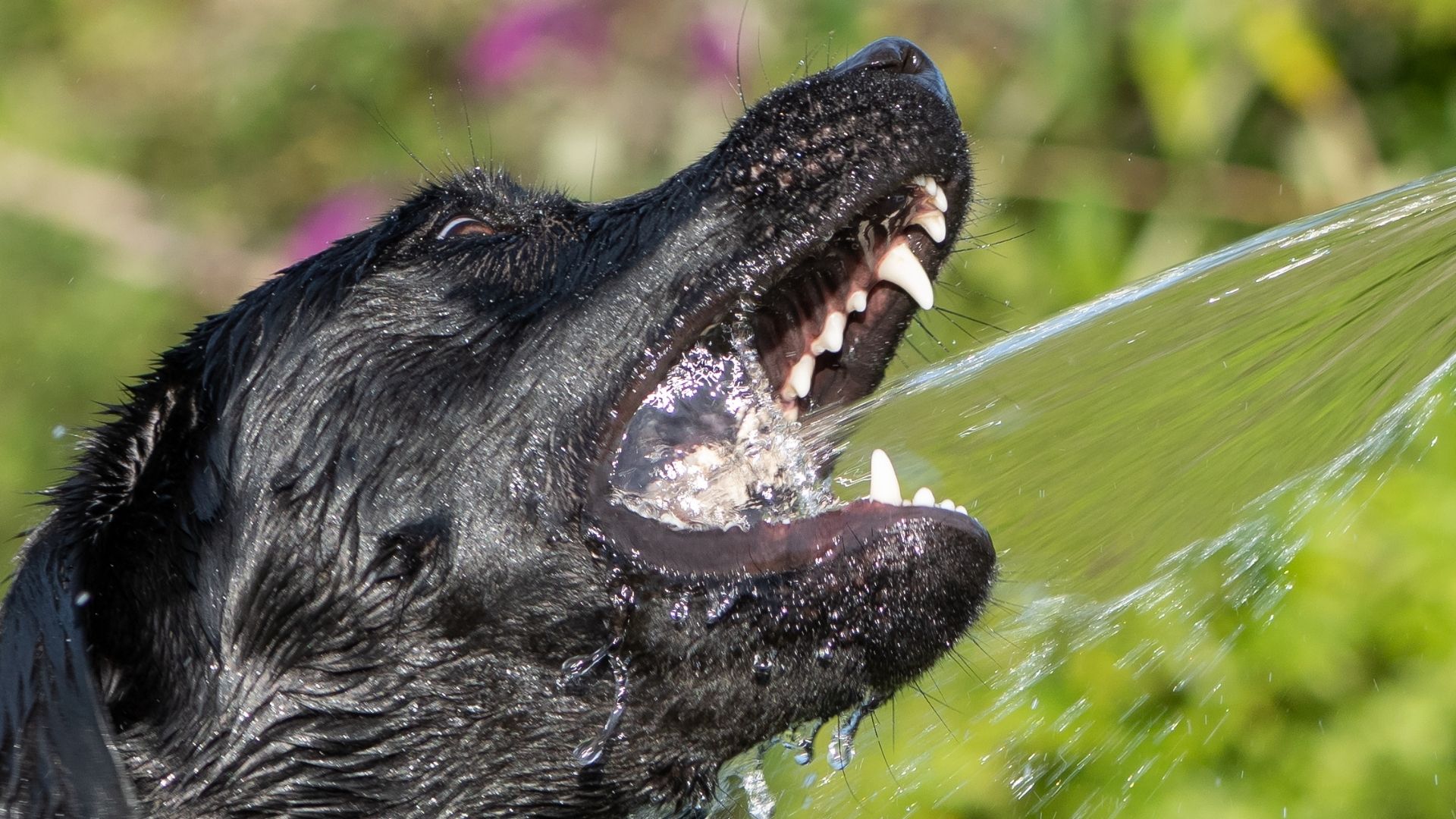 A Complete Guide To Using Dog Mouthwash For Canine Fresh Breath