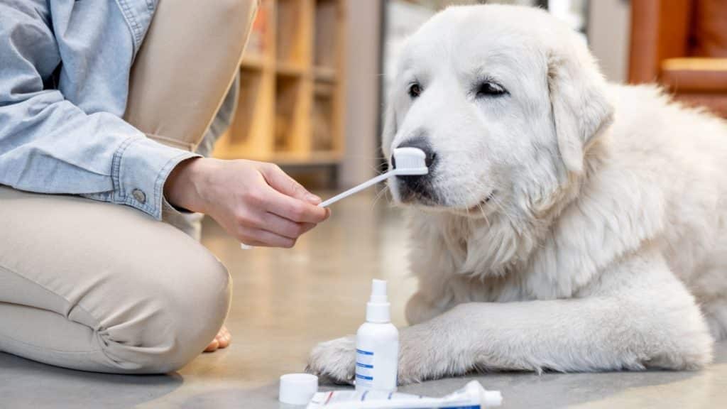 A Complete Guide To Using Dog Mouthwash For Canine Fresh Breath