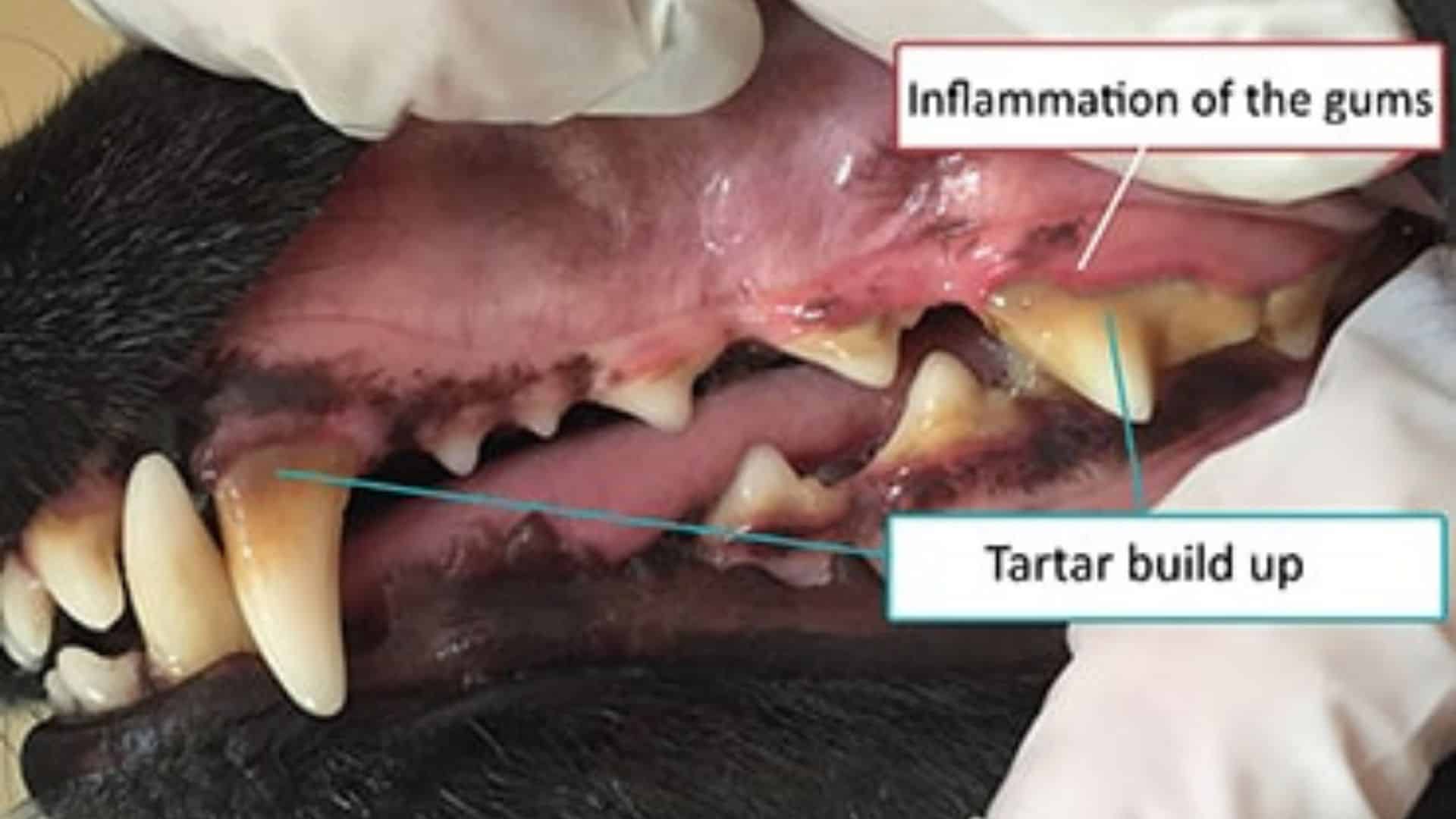 Periodontal Disease In Dogs Warning Signs, Treatment and Prevention Alpha Paw