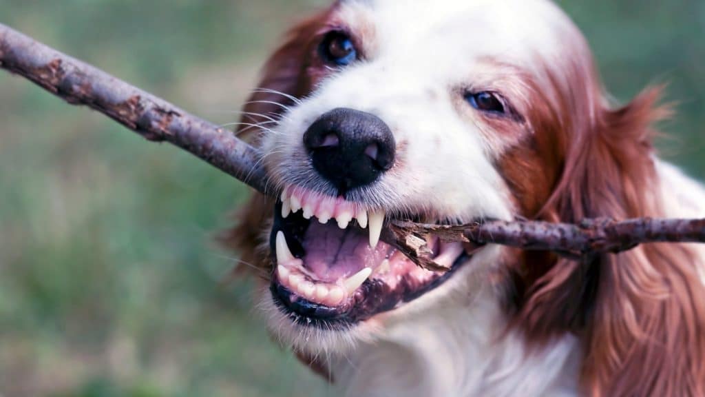 How To Remove Tartar From A Dog's Teeth The Basics