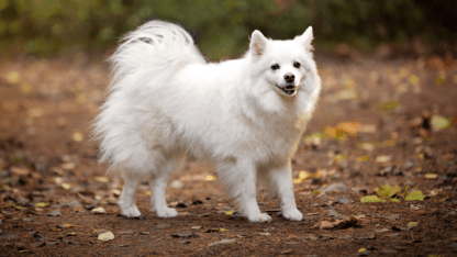 American Eskimo Dog Breed Guide: Facts, Health And Care | Alpha Paw