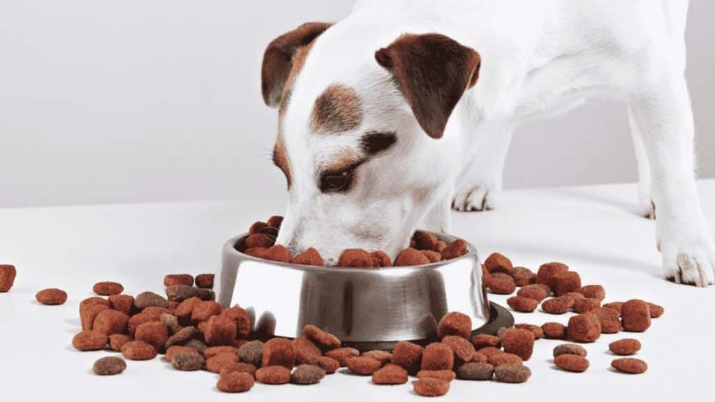 Diamond Dog Food Review Everything You Need To Know