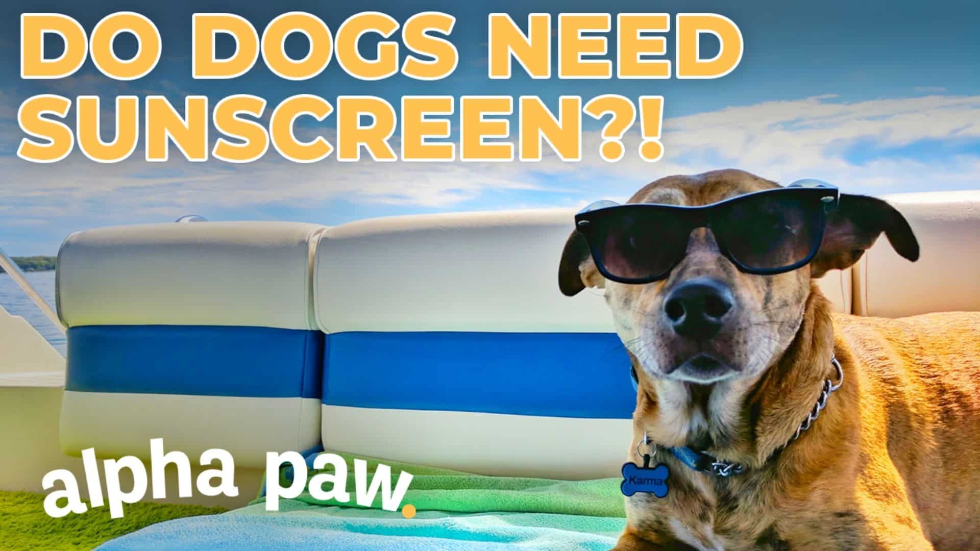 Do Dogs Need Sun Protection