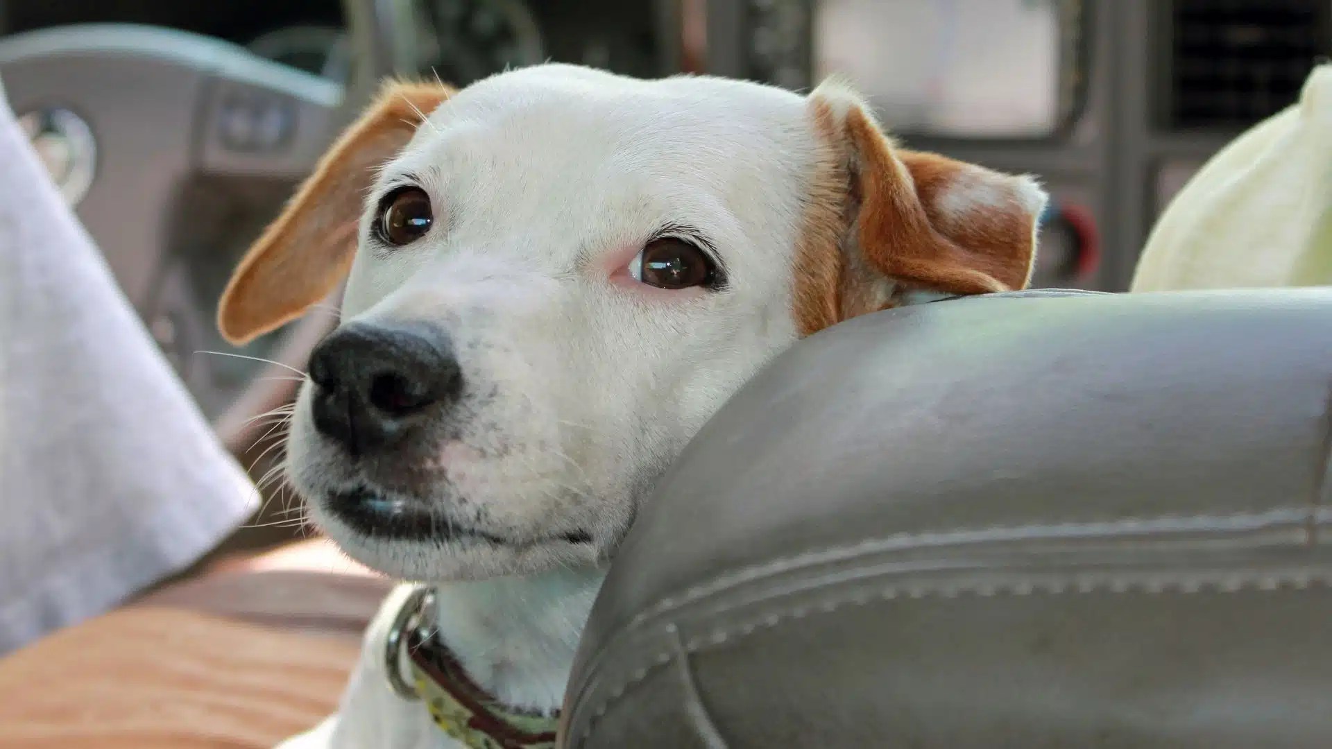 Dog Car Sickness Great Symptoms And Medications