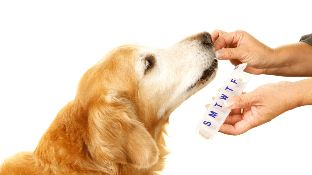 A List Of Human Medications That Are Safe For Dogs