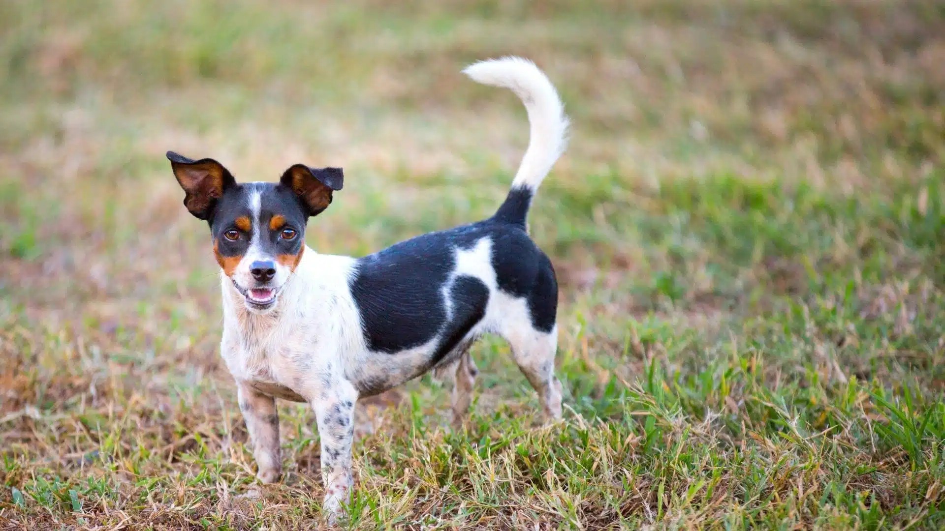 Toy Rat Terrier Rescue