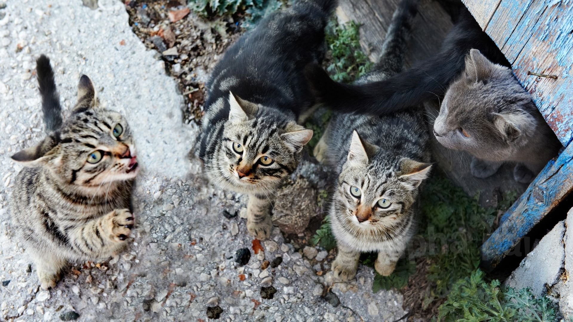 Contagious Cat Diseases A Pet Parent Guide On Feline Health Conditions