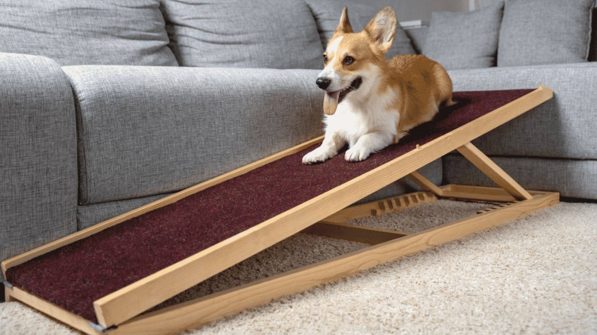 How To Train Your Dog To Use A Dog Ramp A Pet Parent Guide