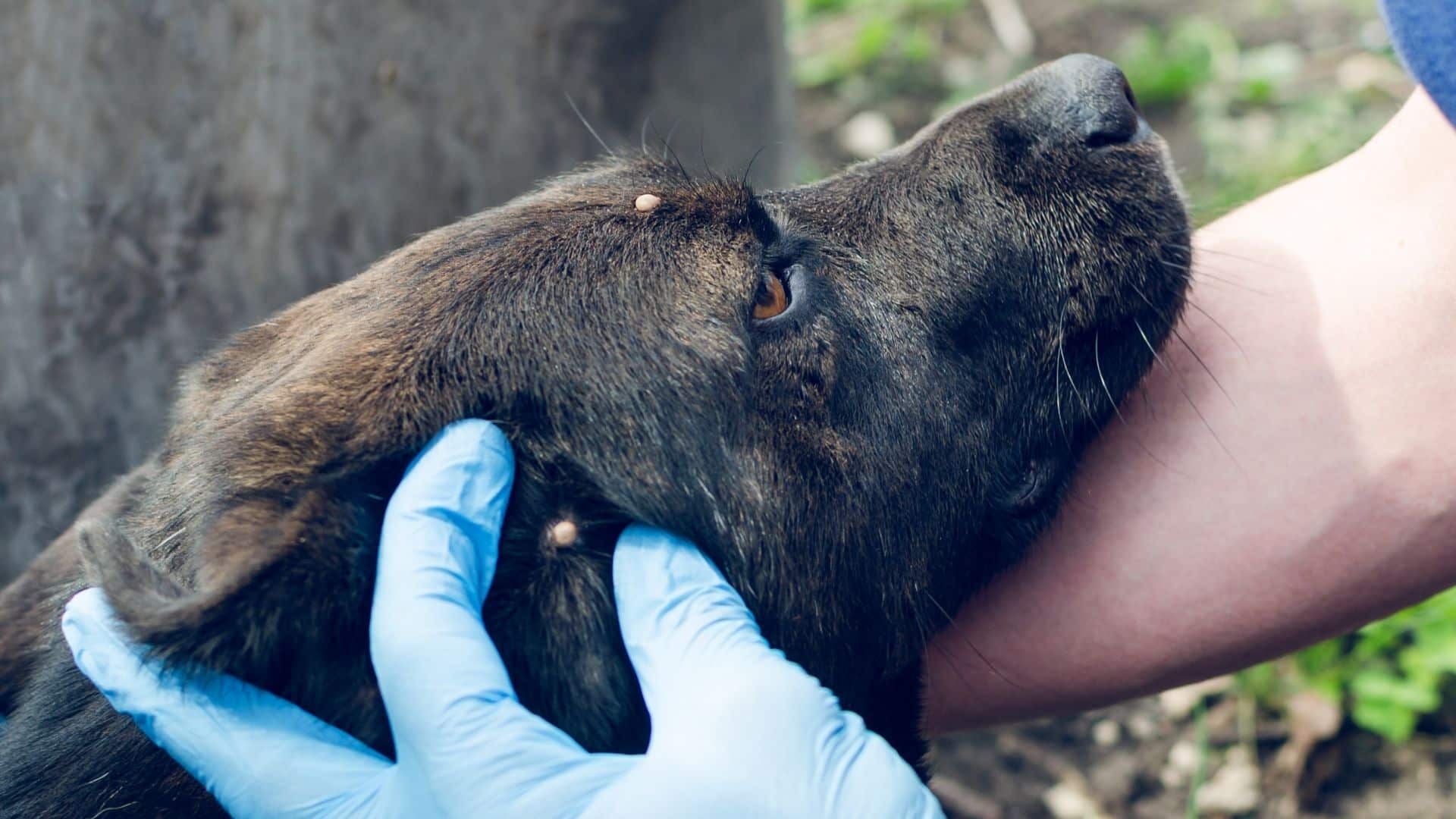 Lyme Disease in Dogs A Pet Parent Guide Alpha Paw