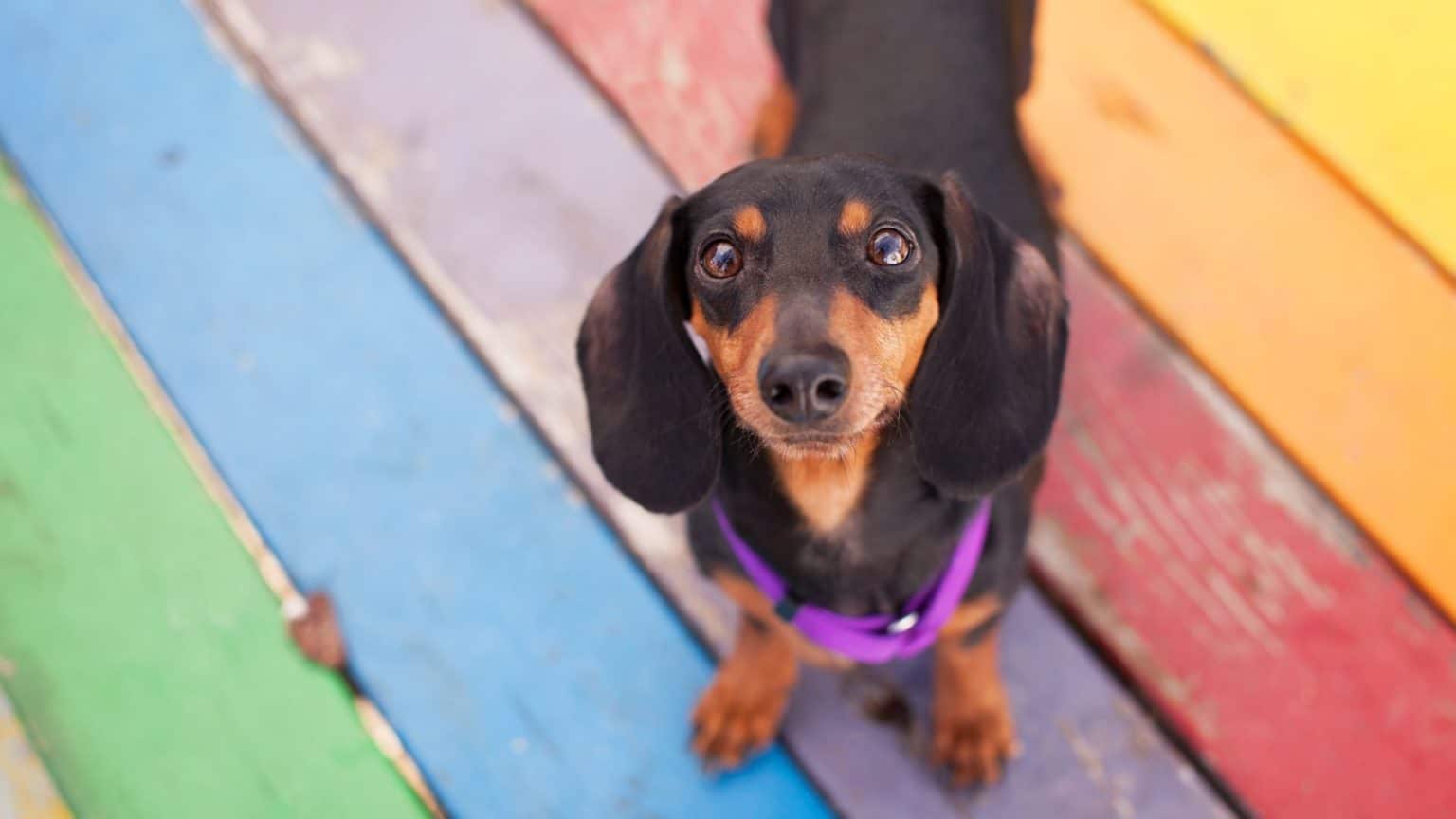 Are Dogs Colorblind? What Researchers Have Discovered