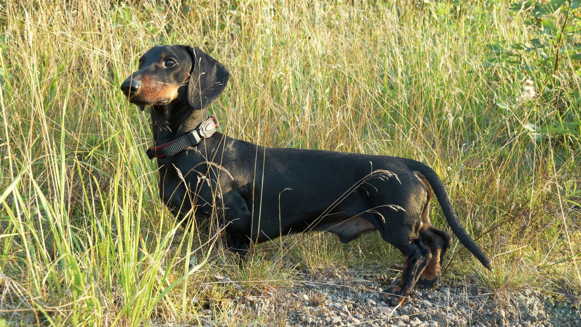 Dog Lyme Disease Symptoms