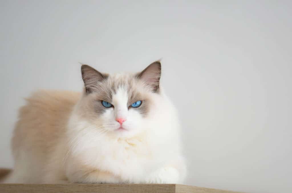 11 Extremely Common Ragdoll Cat Behavior Problems