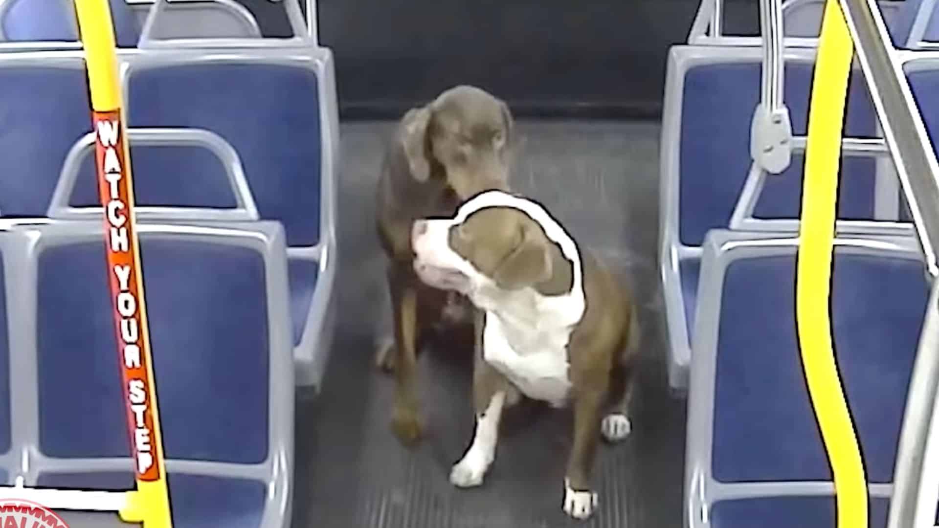 Can Dogs Ride The Bus