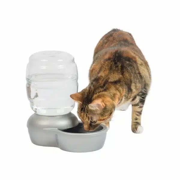 Best Water Bowl For Cats Top Picks For 2023 Alpha Paw