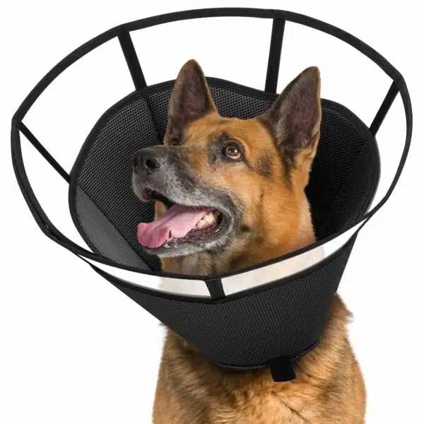 Best Cone For Dogs Top 5 Options For Comfortable Healing Alpha Paw
