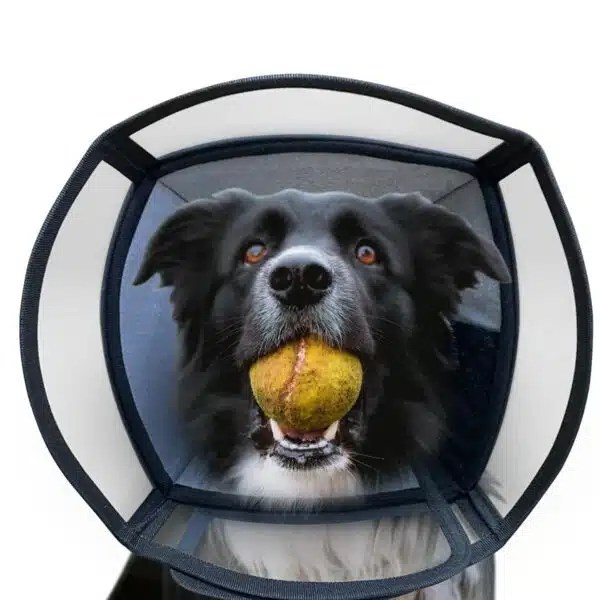 Best Cone For Dogs Top 5 Options For Comfortable Healing Alpha Paw